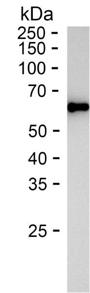 Recombinant Human RPS24 Protein