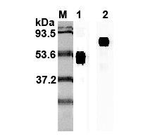 Anti-IL-23p19 (human), clone I 178G