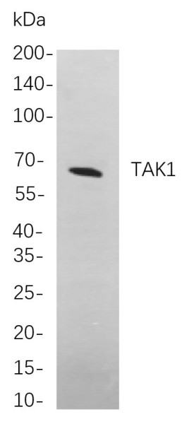 Anti-Recombinant TAK1, clone 5F7