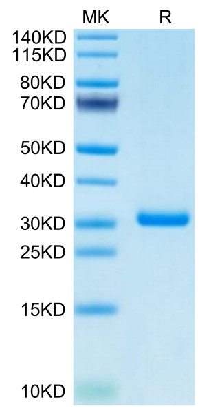 Cynomolgus BTN3A1/CD277 Protein