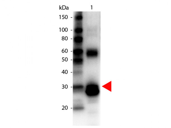 Anti-L-ASPARAGINASE, Biotin Conjugated