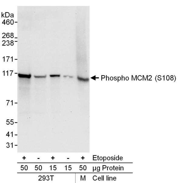 Anti-phospho-MCM2 (Ser108)