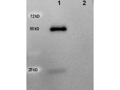 Anti-Goat IgG (H&amp;L) [Rabbit] (Min X Human serum proteins) HRP conjugated