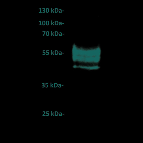 Anti-PDL1 antibody(23D8), IgG1 Chimeric mAb