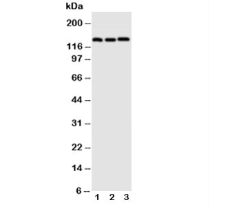 Anti-VE-Cadherin