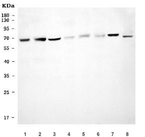 Anti-USP22 / Ubiquitin carboxyl-terminal hydrolase 22
