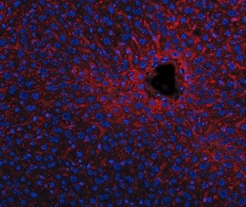 Anti-ApoE / Apolipoprotein E