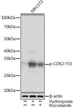 Anti-phospho-CDK2 (Tyr15)