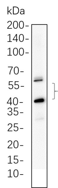 Anti-Recombinant JNK2, clone 3P10