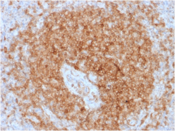 Anti-CD79a (B-Cell Marker) (rIGA/764), CF488A conjugate, 0.1mg/mL