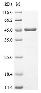 Peptidylglycine alpha-hydroxylating monooxygenase (Phm), Drosophila melanogaster, recombinant