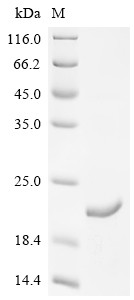 Parathyroid hormone/parathyroid hormone-related peptide receptor (PTH1R), partial, dog, recombinant