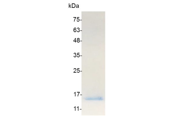 CXCL10, Swine