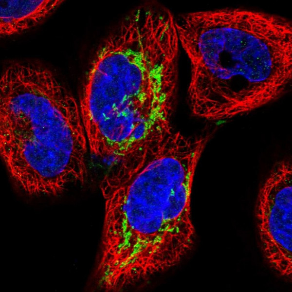 Anti-ALDH1L2