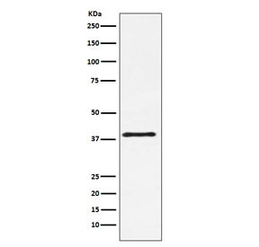 Anti-CTLA-4 / CD152, clone ADCD-3