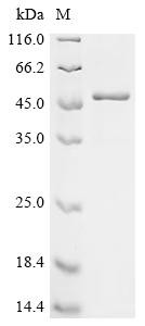 Tripartite motif-containing protein 51 (TRIM51), recombinant human