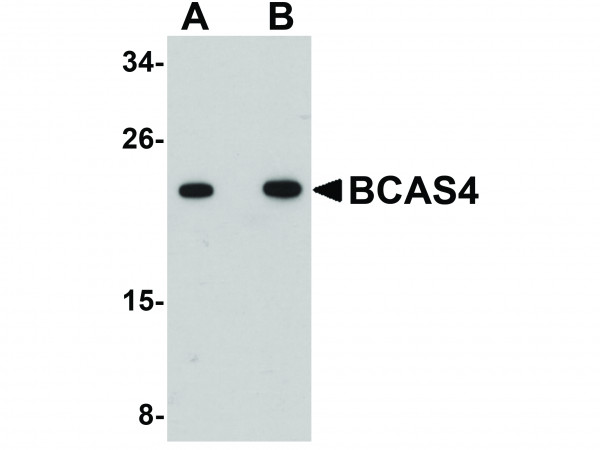 Anti-BCAS4