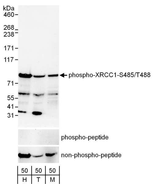 Anti-phospho-XRCC1 (Ser485/Thr488)