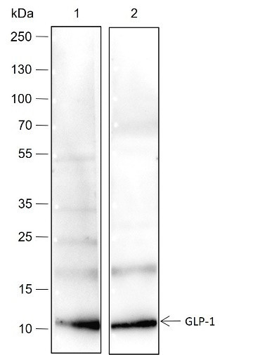 Anti-Recombinant GLP-1, clone A229