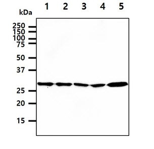 Anti-14-3-3 epsilon, clone 4F8