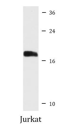 Anti-MYL12