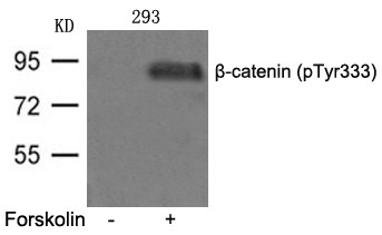 Anti-phospho-beta Catenin (Tyr333)