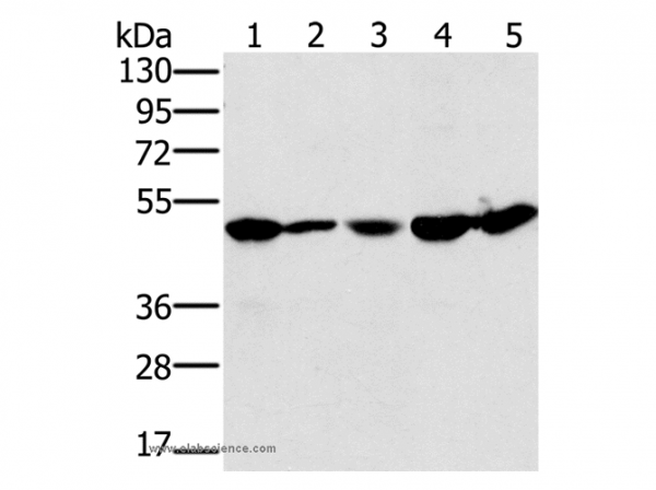 Anti-PSMC2