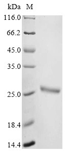 Ubiquitin-like protein ISG15 (Isg15), mouse, recombinant