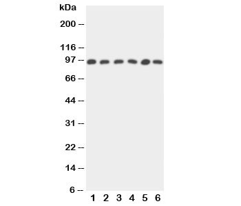 Anti-STAT5b