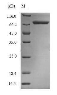 Methylenetetrahydrofolate reductase (NADPH) (MTHFR), human, recombinant