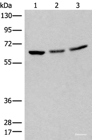Anti-BRD9