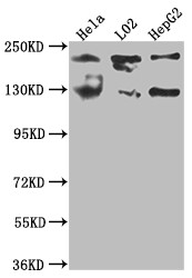 Anti-MGEA5 Recombinant Monoclonal, clone 8D12