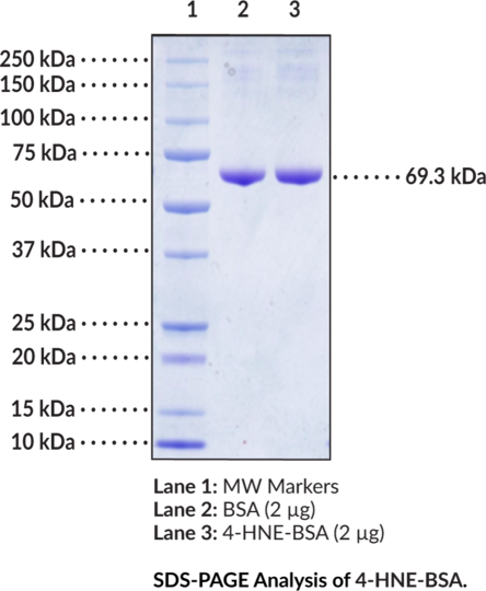 4-hydroxy Nonenal-BSA