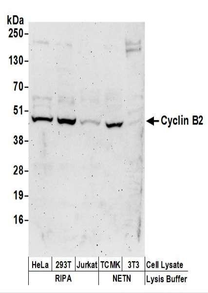 Anti-Cyclin B2