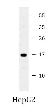 Anti-RPL22