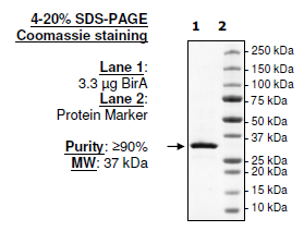 BirA, N-terminal His-FLAG-tag (Sf9), recombinant protein