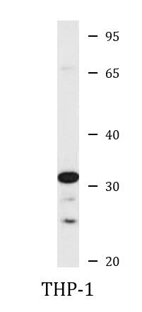Anti-DHRS9