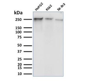 Anti-POLR2A / RNA polymerase II subunit RPB1 / Phosphorylated Serine 5, clone CTD 8A7