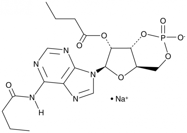 Bucladesine (sodium salt)