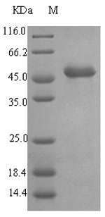 Elastase (lasB), Pseudomonas aeruginosa, recombinant