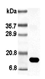 Anti-Leptin (rat), Biotin conjugated