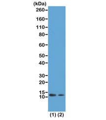 Anti-H4K12ac / Acetyl Histone H4 Lysine 12, clone RM202 (recombinant antibody)