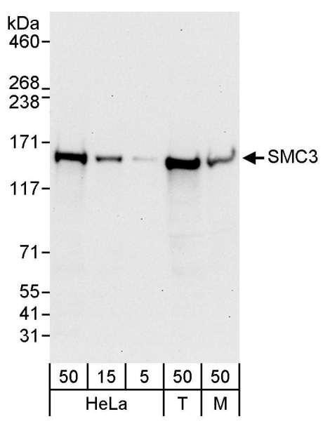 Anti-SMC3