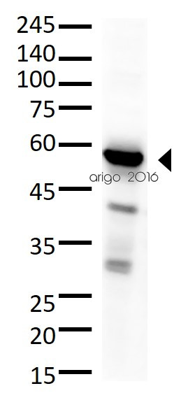 Anti-KPNA2 / IPOA1, C-terminal