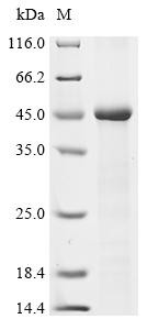 Syncytin-1 (ERVW-1), partial, human, recombinant