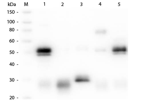 Anti-Rabbit IgG (H&amp;L) (Goat), ATTO 647N conjugated (Min X Bv Ch Gt GP Ham Hs Hu Ms Rt &amp; Sh Serum Pro