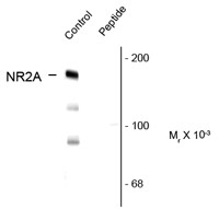 Anti-phospho-NMDAR2A (Tyr1325)