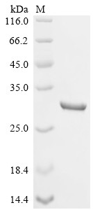 Ribosyldihydronicotinamide dehydrogenase [quinone] (Nqo2), mouse, recombinant
