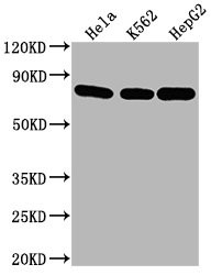 Anti-HSPA8 Monoclonal, clone 6E4D2