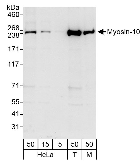 Anti-Myosin-10